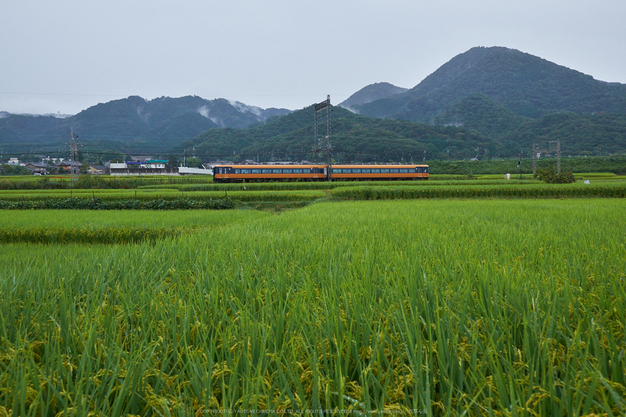 葛城,彼岸花(DSCF3660,22 mm,F5.6,iso800)2015yaotomi_.jpg