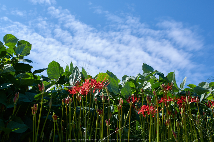 葛城,彼岸花(K32_1067,31 mm,F8,iso100)2015yaotomi_.jpg