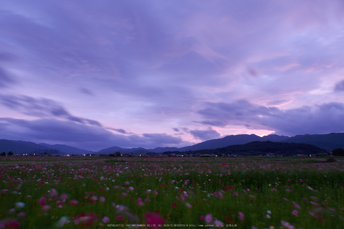 藤原宮跡,コスモス(DSCF3269F,16 mm,F11)2015yaotomi 1.jpg