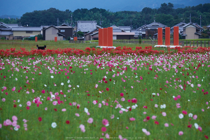 藤原宮跡,コスモス(DSCF3348,140 mm,F5.6)2015yaotomi.jpg