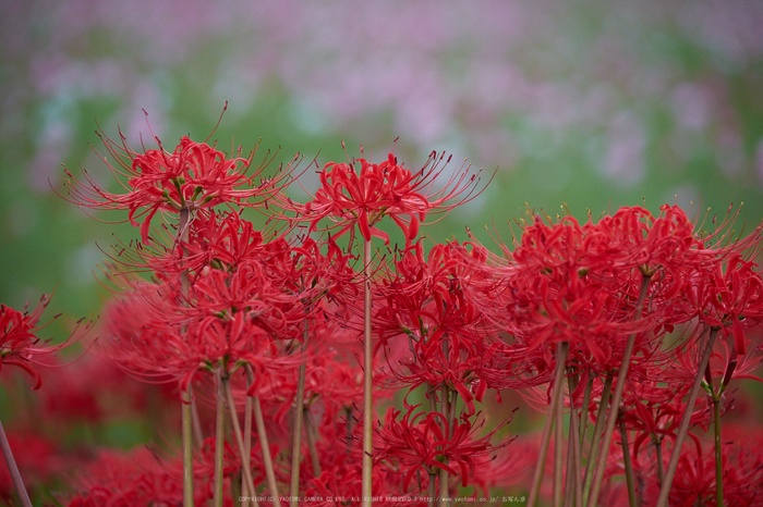 藤原宮跡,コスモス(DSCF3374,140 mm,F3.6)2015yaotomi.jpg