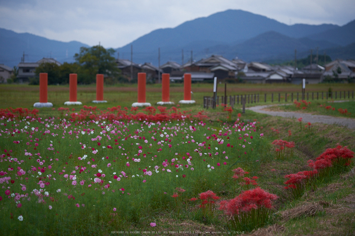 藤原宮跡,コスモス(DSCF3413,111 mm,F3.2)2015yaotomi.jpg