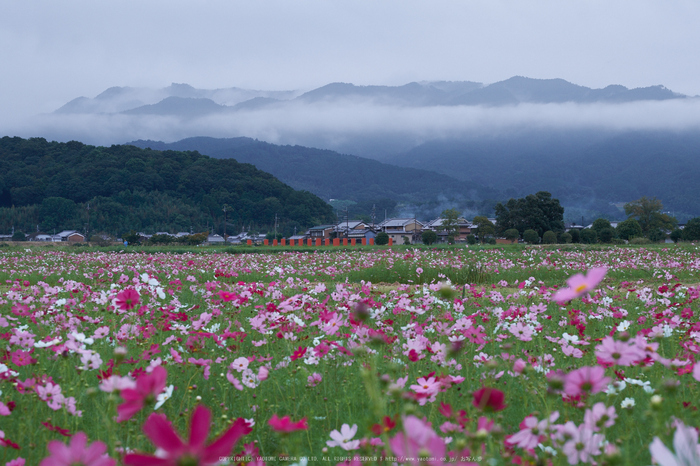 藤原宮跡,コスモス(DSCF3933F,66 mm,F11)2015yaotomi.jpg