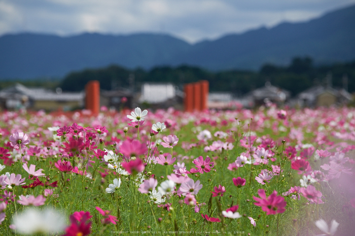 藤原宮跡,コスモス(DSCF4208F,140 mm,F5.6)2015yaotomi.jpg