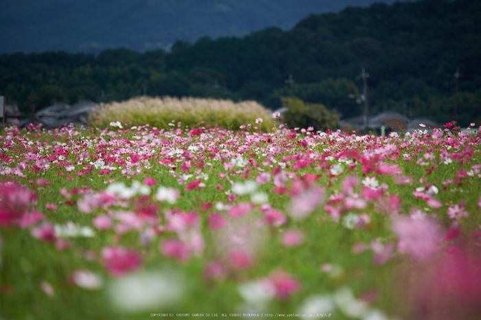 藤原宮跡,コスモス(DSCF4228F,140 mm,F3.2)2015yaotomi.jpg