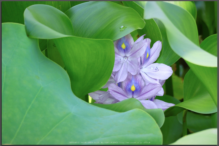 Panasonic,FZ300(P1030217,108-mm,F4.5,100)2015yaotomi_1t.jpg