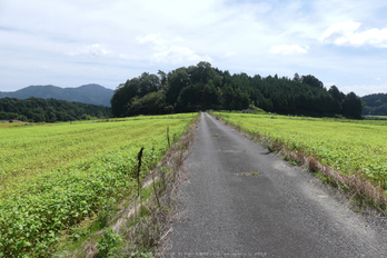 Panasonic,FZ300(P1030273,5 mm,F3.5,100)2015yaotomi_.jpg