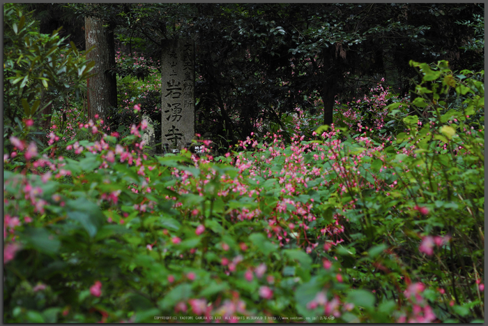 【作例あり】OLYMPUS M.ZUIKO DIGITAL 45mm F1.8 OLYMPUS M.ZUIKO DIGITAL 45mm F1.8 - 青藍寫眞館