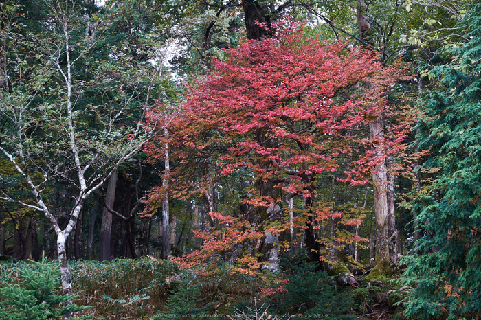 大台ヶ原,紅葉(DSCF4567,44 mm,F4,iso200)2015yaotomi_.jpg