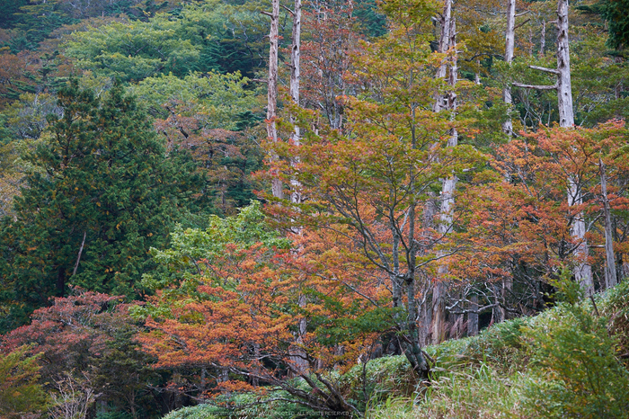 大台ヶ原,紅葉(DSCF4571,87 mm,F4,iso200)2015yaotomi_.jpg