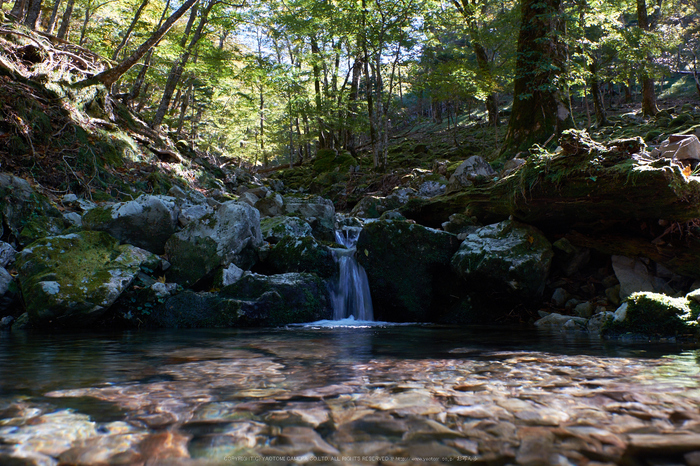 大台ヶ原,紅葉(DSCF5066,16 mm,F8)2015yaotomi_.jpg