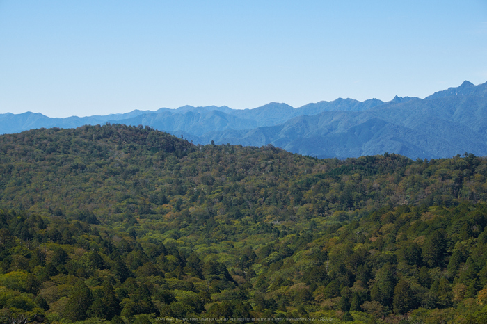 大台ヶ原,紅葉(DSCF5117,55 mm,F6.4)2015yaotomi_.jpg