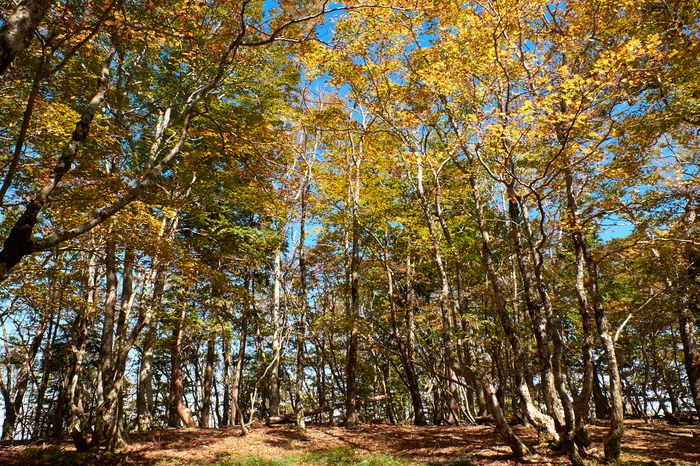 大台ヶ原,紅葉(DSCF5184,16 mm,F8)2015yaotomi_.jpg