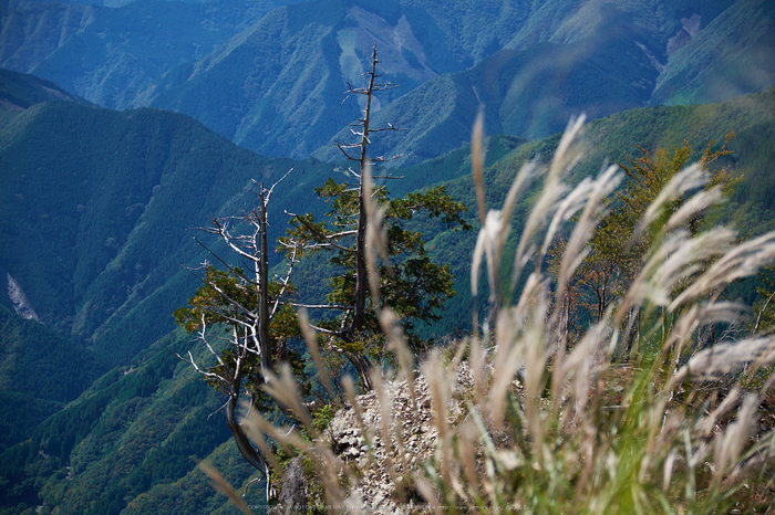 大台ヶ原,紅葉(DSCF5191,55 mm,F2.8)2015yaotomi_.jpg