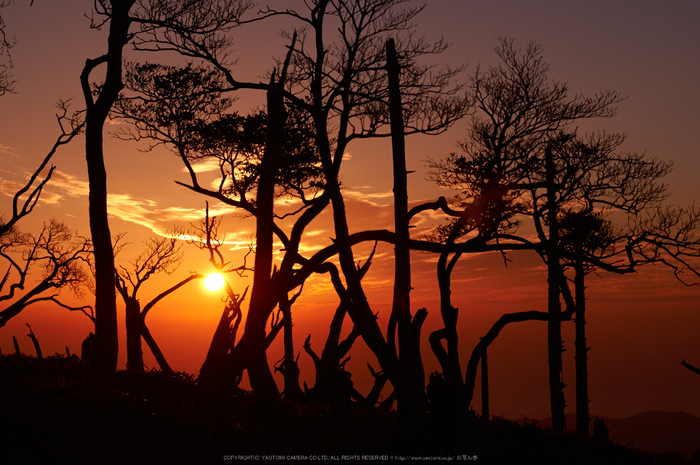 大台ヶ原,紅葉(K32_1266,53 mm,F7.1,iso100)2015yaotomi_.jpg