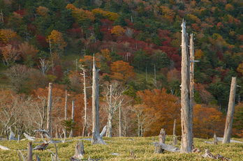 大台ヶ原,紅葉(K32_1353,70 mm,F2.8,iso100)2015yaotomi_.jpg