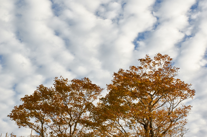 大台ヶ原,紅葉(K32_1391,40 mm,F6.3,iso100)2015yaotomi_.jpg