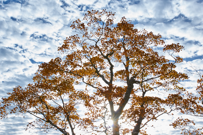 大台ヶ原,紅葉(K32_1402,31 mm,F8,iso100)2015yaotomi_.jpg