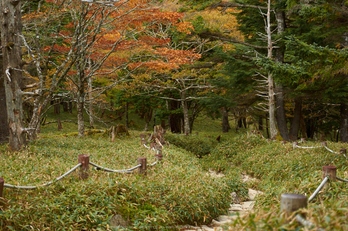 大台ヶ原,紅葉(K32_1446,45 mm,F2.8,iso100)2015yaotomi_.jpg