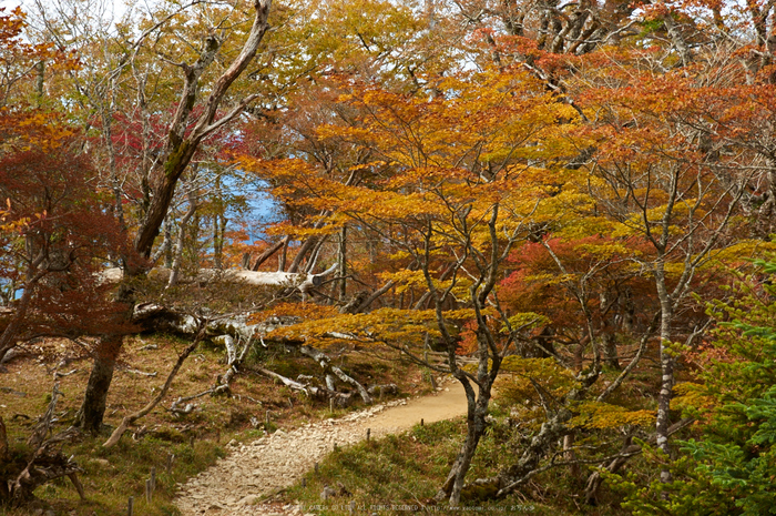 大台ヶ原,紅葉(K32_1514,55 mm,F3.5,iso100)2015yaotomi_.jpg