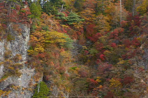 大台ヶ原,紅葉(K32_1539,58 mm,F6.3,iso100)2015yaotomi_.jpg