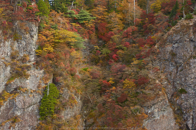 大台ヶ原,紅葉(K32_1547,45 mm,F2.8,iso100)2015yaotomi_.jpg