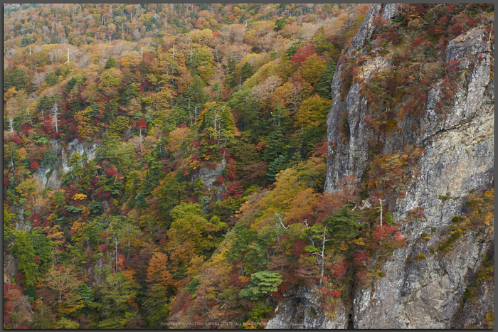 大台ヶ原,紅葉(K32_1579,40-mm,F4.5,iso100)2015yaotomi_T.jpg