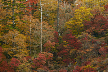 大台ヶ原,紅葉(K32_1598,140 mm,F5.6,iso100)2015yaotomi_.jpg