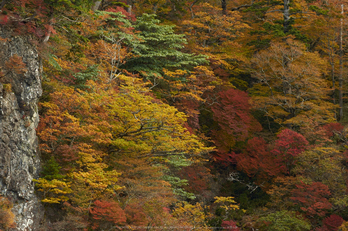 大台ヶ原,紅葉(K32_1600,140 mm,F7.1,iso100)2015yaotomi_.jpg