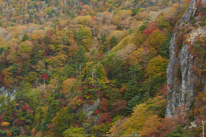 大台ヶ原,紅葉(K32_1614,60 mm,F8,iso100)2015yaotomi_.jpg