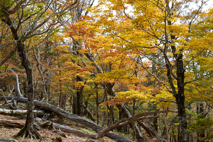 大台ヶ原,紅葉(K32_1628,45 mm,F5,iso100)2015yaotomi_.jpg