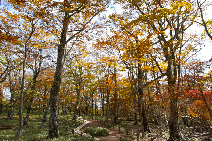 大台ヶ原,紅葉(K32_1644,15 mm,F8,iso100)2015yaotomi_.jpg