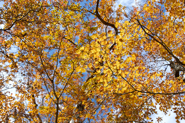 大台ヶ原,紅葉(K32_1651,24 mm,F2.8,iso100)2015yaotomi_.jpg