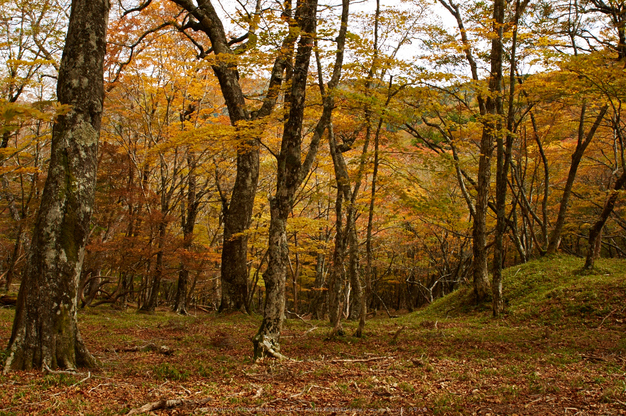 大台ヶ原,紅葉(K32_1682,24 mm,F7.1,iso100)2015yaotomi_.jpg