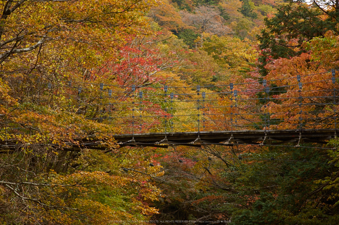 大台ヶ原,紅葉(K32_1722,70 mm,F8,iso100)2015yaotomi_.jpg