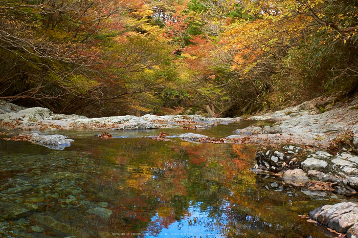 大台ヶ原,紅葉(K32_1731,35 mm,F13,iso800)2015yaotomi_ 1.jpg