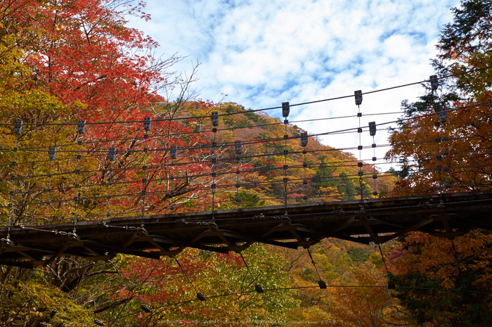 大台ヶ原,紅葉(K32_1782,50 mm,F7.1,iso400)2015yaotomi_.jpg