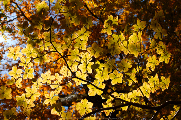 大台ヶ原,紅葉(K32_1836,24 mm,F4.5,iso100)2015yaotomi_.jpg