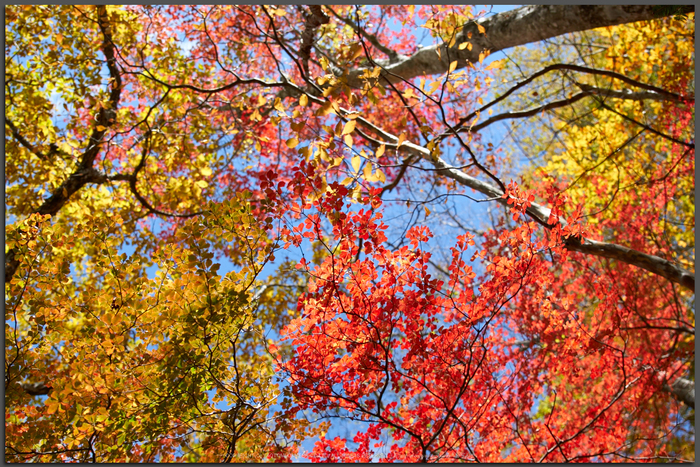 大台ヶ原,紅葉(K32_1842,24-mm,F2.8,iso100)2015yaotomi_T.jpg