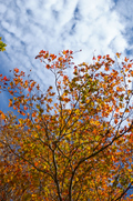 大台ヶ原,紅葉(K32_1846f,45 mm,F2.8,iso100)2015yaotomi_ 1.jpg