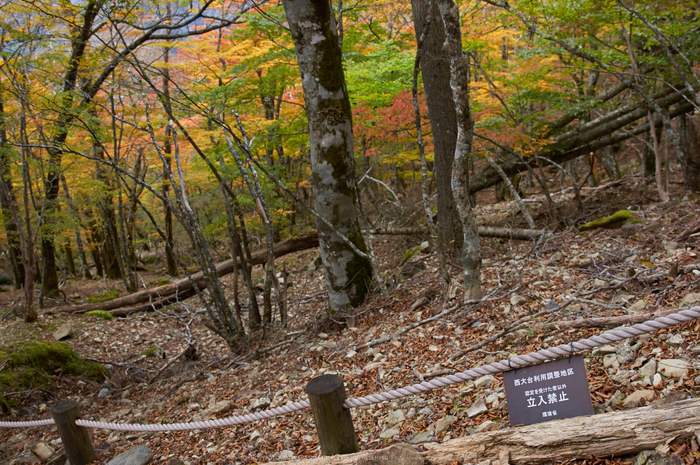 大台ヶ原,紅葉(K32_1856,24 mm,F3.2,iso100)2015yaotomi_.jpg