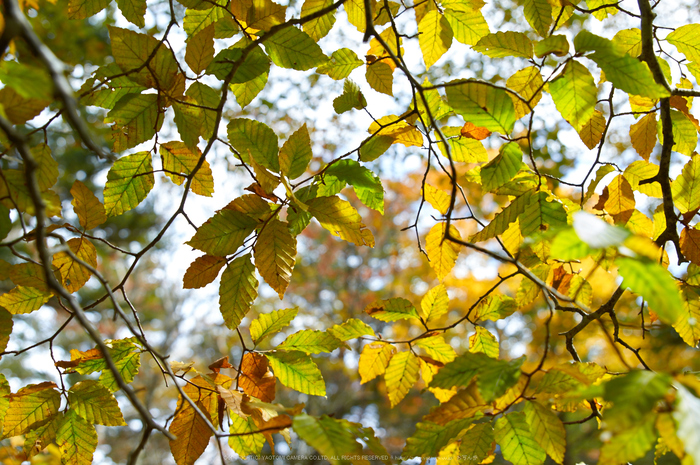 大台ヶ原,紅葉(K32_1868,24 mm,F3.5,iso100)2015yaotomi_.jpg