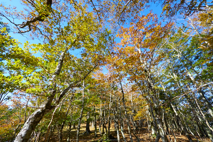 大台ヶ原,紅葉(P1070323,7 mm,F8)2015yaotomi_.jpg