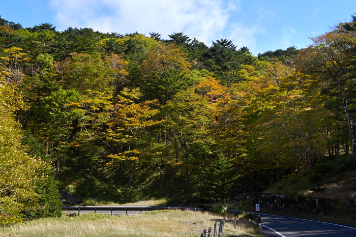 大台ヶ原,紅葉(P1070386,25-mm)2015yaotomi_a.jpg