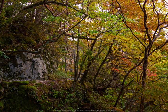 大台ヶ原,紅葉(P1070688,25 mm,F6.3,iso200)2015yaotomi_.jpg