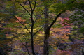 大台ヶ原,紅葉(P1070706,25 mm,F1.7,iso200)2015yaotomi_.jpg