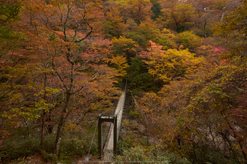 大台ヶ原,紅葉(P1070720,9 mm,F6.3,iso200)2015yaotomi_.jpg