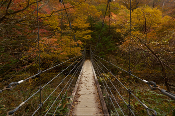 大台ヶ原,紅葉(P1070725,9 mm,F8,iso200)2015yaotomi_.jpg