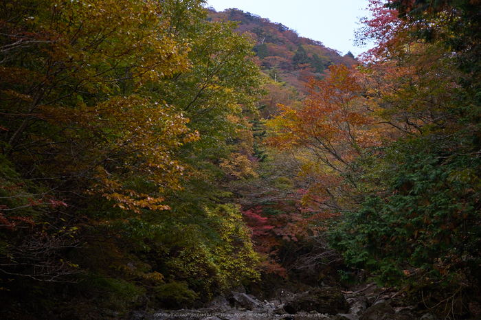 大台ヶ原,紅葉(P1070741,25 mm,F1.7,iso200)2015yaotomi_.jpg