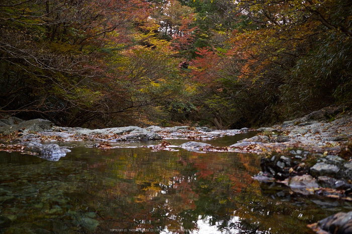 大台ヶ原,紅葉(P1070782,25 mm,F2,iso200)2015yaotomi_.jpg